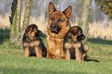 BERGER ALLEMAND 846